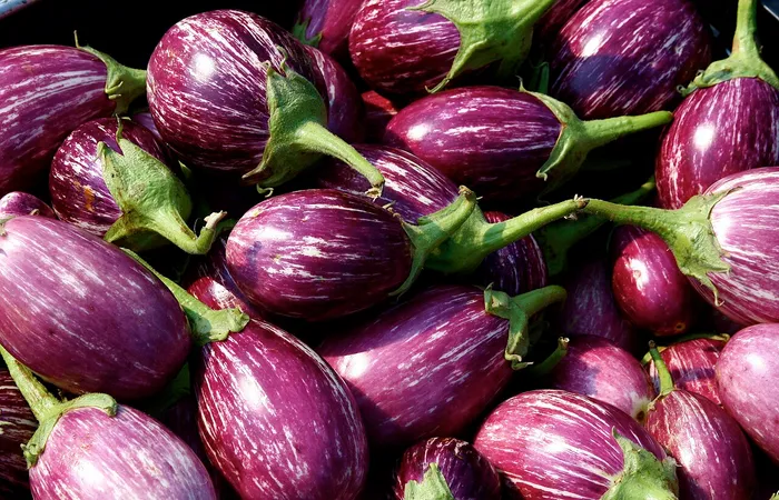 Melanzane viola