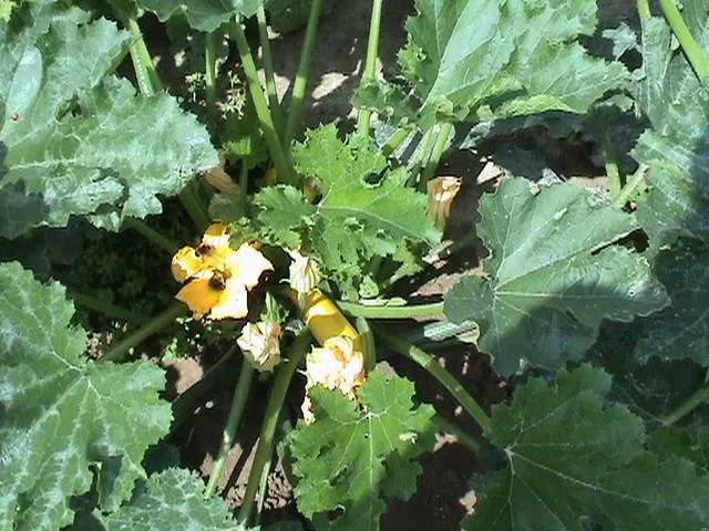 Zucchine gialle e fiori sulla pianta
