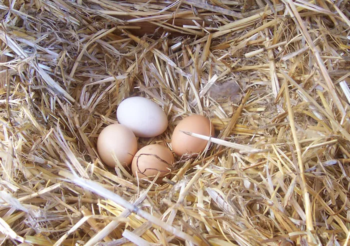 Uova di gallina