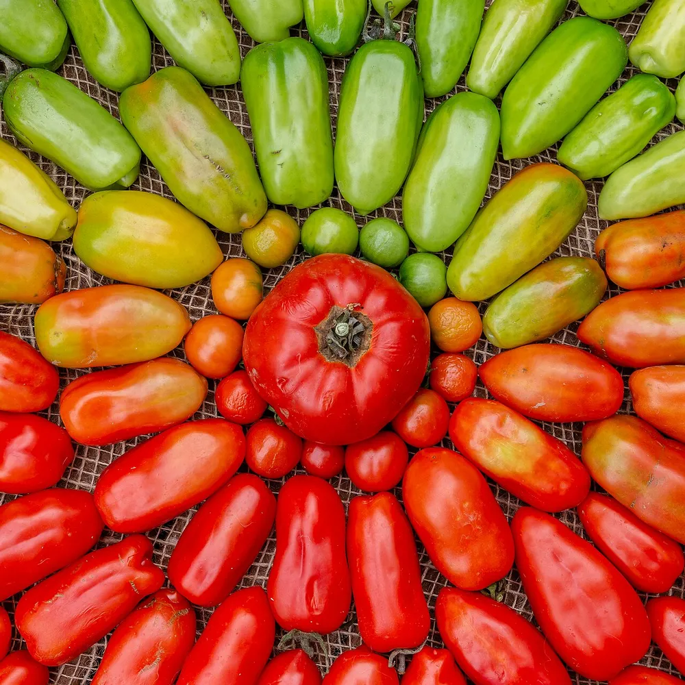 Tomaten in verschiedenen Reifestufen