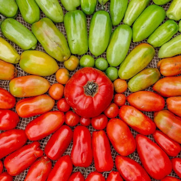 Pomodori a diversi stadi di maturazione